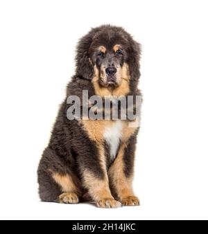 Cane mastro tibetano seduto marrone, isolato su bianco Foto Stock