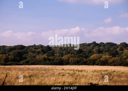 Ashtead Common Woodland Forest vista attraverso il campo in giornata di sole, Surrey, Inghilterra, Regno Unito, ottobre 2021 Foto Stock