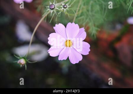 COSMOS Bipinnatus, comunemente chiamato cosmo giardino o assaggiatore messicano, di medie dimensioni piante erbacee fiorite margherite famiglia Asteraceae Foto Stock