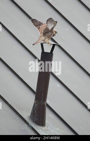 Giovane gheppio comune (Falco tinnunculus) raffigurato mentre impara a volare accanto al nido sul tetto a Praga, Repubblica Ceca. Il gheppio è raffigurato nel giorno in cui vola per la prima volta. Foto Stock