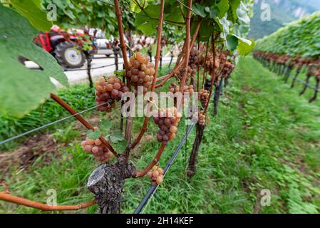 Viticoltura a Glen-Mazzon, Alto Adige, Italia Foto Stock