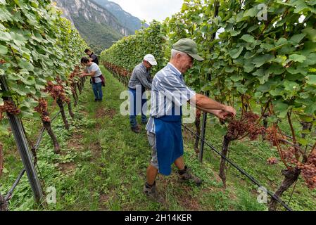 Viticoltura a Glen-Mazzon, Alto Adige, Italia Foto Stock