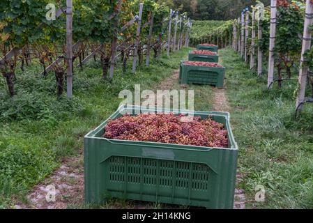 Viticoltura a Glen-Mazzon, Alto Adige, Italia Foto Stock