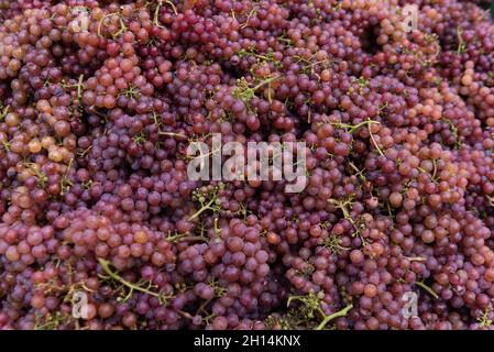 Viticoltura a Glen-Mazzon, Alto Adige, Italia Foto Stock