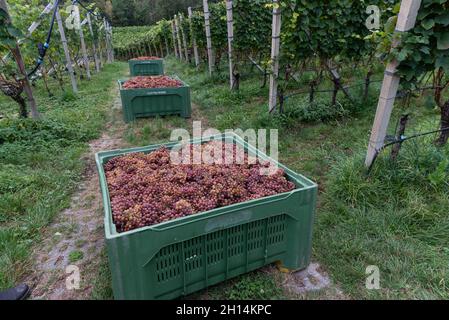 Viticoltura a Glen-Mazzon, Alto Adige, Italia Foto Stock