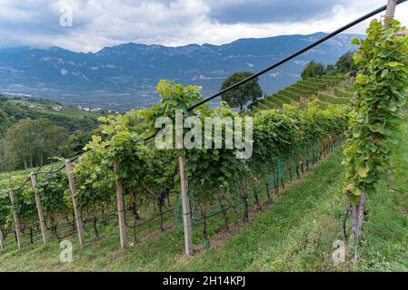 Viticoltura a Glen-Mazzon, Alto Adige, Italia Foto Stock