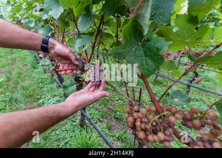 Viticoltura a Glen-Mazzon, Alto Adige, Italia Foto Stock