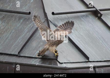 Giovane gheppio comune (Falco tinnunculus) raffigurato mentre impara a volare accanto al nido sul tetto a Praga, Repubblica Ceca. Il gheppio è raffigurato nel giorno in cui vola per la prima volta. Foto Stock