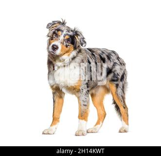 Blu pastore australiano merle Foto Stock