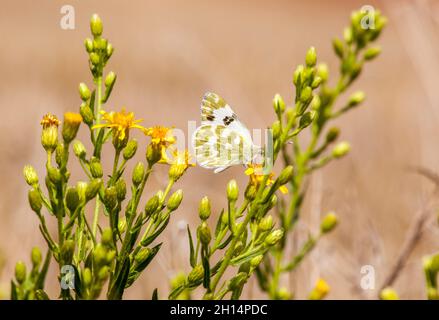Bagno farfalla bianca Pontia daplicice nella regione spagnola di Navarra Spagna Foto Stock