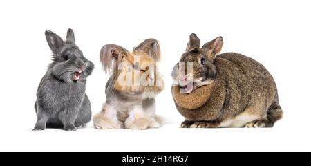 Un piccolo gruppo di tre conigli 3 ridendo insieme, uno curato e gli altri due ridono Foto Stock