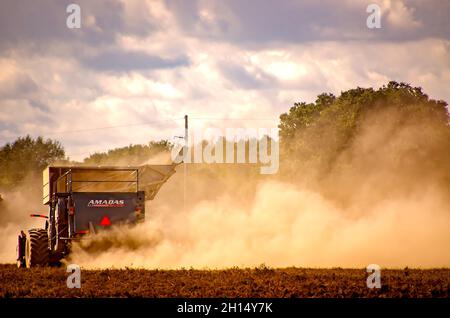 Un coltivatore raccoglie le arachidi usando una combinazione di arachidi, il 15 ottobre 2021, in Grand Bay, Alabama. Foto Stock
