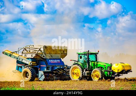 Un coltivatore raccoglie le arachidi usando una combinazione di arachidi, il 15 ottobre 2021, in Grand Bay, Alabama. Foto Stock