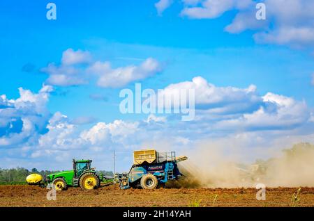 Un coltivatore raccoglie le arachidi usando una combinazione di arachidi, il 15 ottobre 2021, in Grand Bay, Alabama. Foto Stock