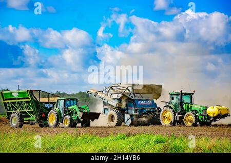Un coltivatore raccoglie le arachidi usando una mietitrebbia di arachidi mentre un altro coltivatore guida lungo dietro lui con un carro idraulico di scarico a Grand Bay, Alabama. Foto Stock