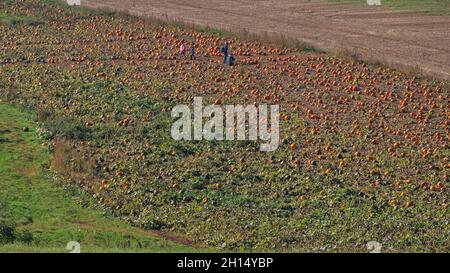 Halberton, Inghilterra – 14 ottobre 2021: Zucche maturanti in un campo agricolo in vendita ai membri del pubblico su una scelta la vostra propria base per Halloween Foto Stock