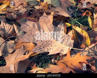 Foglie cadute con gocce di rugiada. Foglie arancioni, gialle e marroni sul terreno. Un paesaggio autunnale Foto Stock