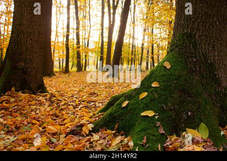 Muschio verde su un albero con foglie gialle nella foresta autunnale Foto Stock