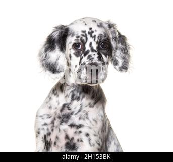 Spotted nero e bianco cucciolo inglese setter, due mesi, isolato Foto Stock