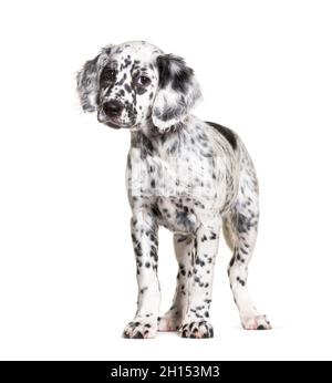 In piedi Puppy inglese setter cane macchiato bianco e nero, due mesi di età, isolato Foto Stock