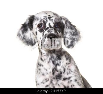 testa ritratto cucciolo inglese setter cane macchiato bianco e nero, due mesi di età Foto Stock