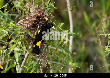 Una cacique dal rombo giallo, Cacicus cela, al nido. Pantanal, Mato Grosso, Brasile Foto Stock