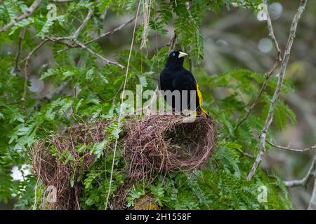 Una cacique dal rombo giallo, Cacicus cela, al nido. Pantanal, Mato Grosso, Brasile Foto Stock