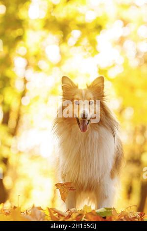 Cane nelle foglie gialle e arancioni in autunno nel parco. PET per una passeggiata. Sheltie - Shetland sheepdog Foto Stock