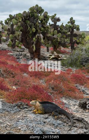 Sesuvio edmonstonei e cactus sull'isola di South Plaza. South Plaza Island, Galapagos, Ecuador Foto Stock