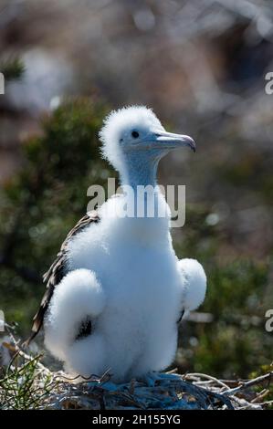 Una magnifica fregata uccello pulcino, Fregata magnificens. Isola di Seymour settentrionale, Galapagos, Ecuador Foto Stock