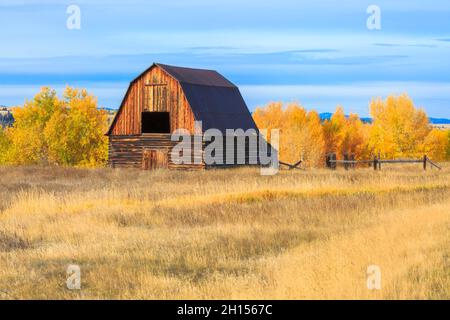 vecchio fienile in autunno a jens, montana Foto Stock