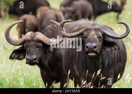 Bufali africani, caffer Syncerus, guardando la macchina fotografica. Voi, Parco Nazionale Tsavo, Kenya. Foto Stock