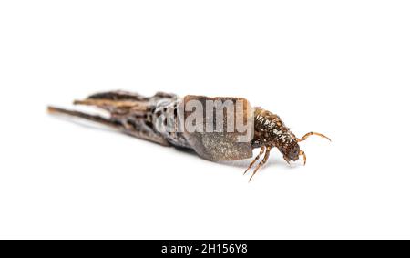 Caddisfly larva Phryganea specie in custodie protettive o conchiglie, in pezzi di piante, foglie e legno Foto Stock