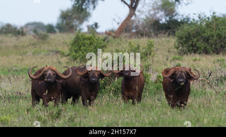 Quattro bufali africani, il caffer Syncerus, guardando la macchina fotografica. Voi, Tsavo, Kenya Foto Stock