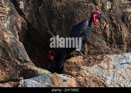 Una coppia di truccini, Bucorvus leadbeateri, che preparano un nido. Voi, Tsavo, Kenya Foto Stock