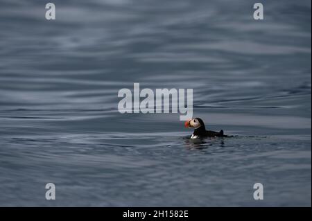 Un puffin Atlantico, Fratercola arctica, nuota a Krossfjorden. Spitsbergen, Svalbard, Norvegia Foto Stock
