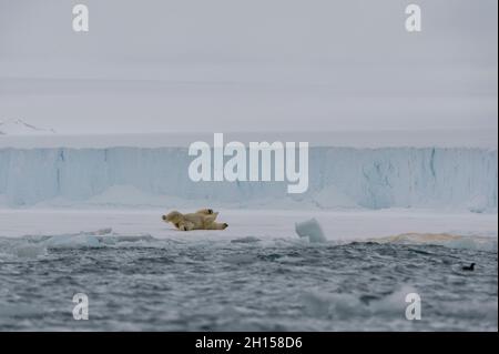 Un orso polare, Ursus maritimus, rotola sul ghiaccio al bordo meridionale della calotta di ghiaccio di Austfonna. Nordaustlandet, Svalbard, Norvegia Foto Stock