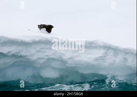 Un piccolo auk, alle alle, riposato su ghiaccio. Nordaustlandet, Svalbard, Norvegia Foto Stock