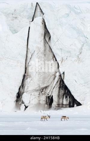 Renna Svalbard, tarandus Rangifer, passeggiata lungo un fronte del ghiacciaio. Svalbard, Norvegia Foto Stock