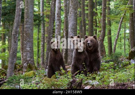 Un orso bruno europeo femminile, Ursus arctos, e i suoi tre cubetti. Novanjska, Slovenia Foto Stock