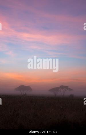 Alba su alberi di acacia. Seronera, Parco Nazionale Serengeti, Tanzania Foto Stock