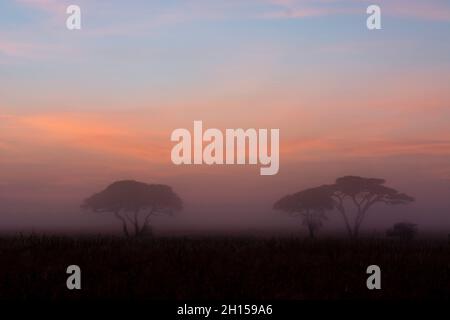 Alba su alberi di acacia. Seronera, Parco Nazionale Serengeti, Tanzania Foto Stock