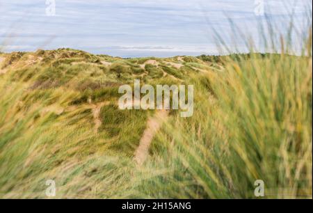 Facendo il peaking attraverso la lunga erba del marram che guarda giù sui sentieri fatti dalla gente sulle dune di sabbia vicino alla spiaggia di Formby vicino a Liverpool. Foto Stock