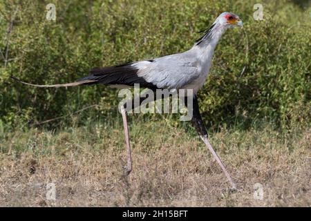 Un uccello segretario, Sagittario serpentarius, corsa. Ndutu, Ngorongoro Conservation Area, Tanzania Foto Stock