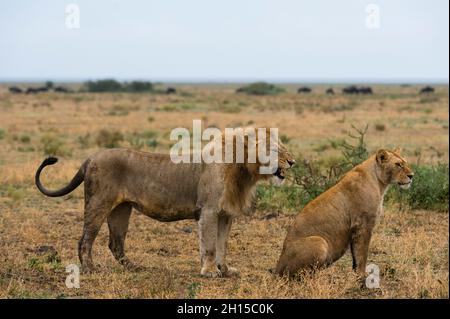 Una coppia di leoni, Panthera leo. Ndutu, Ngorongoro Conservation Area, Tanzania. Foto Stock