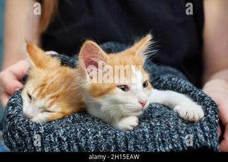 Due gattini dai capelli rossi si stendono e si distendono sul grembo di una donna, ricoperti da una coperta grigia a maglia. Donna spersonalizzata, mani femminili nell'immagine Foto Stock