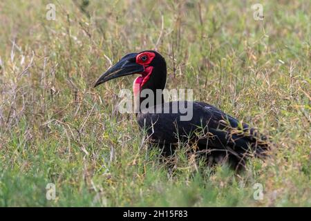 Una terra meridionale Hornbill, Bucorvus leadbeateri, caccia attraverso l'erba lunga. Voi, Tsavo, Kenya Foto Stock