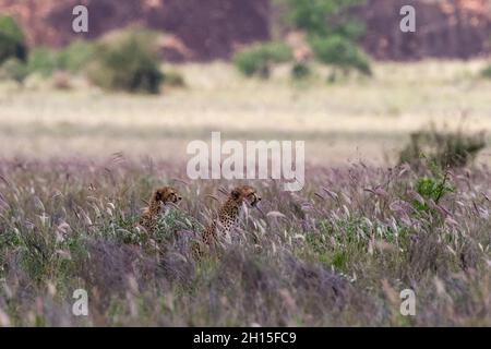 Due giovani fratelli ghepardi, Acynonix jubatus, seduti nell'erba alta viola e guardando la preda. Voi, Tsavo, Kenya Foto Stock