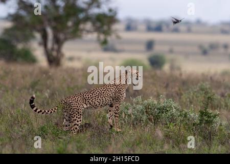 Un ghepardo, Acynonix jubatus, guardando preda. Voi, Tsavo, Kenya
