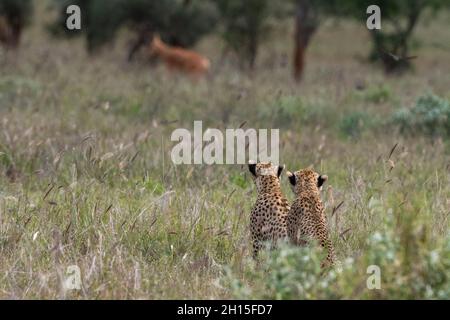 Due ghepardi giovani, Acynonix jubatus, guardando la preda in lontananza. Voi, Tsavo, Kenya Foto Stock